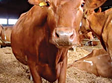From BBC4&rsquo;s Mud, Sweat and Tractors: the Story of Agriculture 