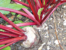 Don&rsquo;t peel or cut raw beetroot, just rub to clean off the earth before boiling